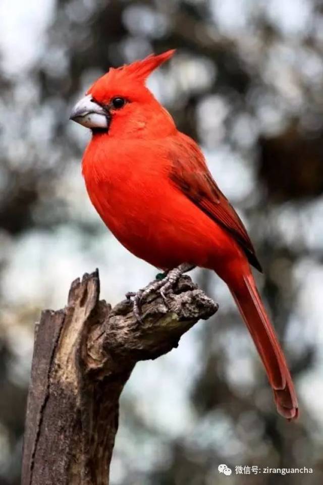 雌雄鸟都有冠羽,雄鸟冠羽红色,而雌鸟为暗红色或褐色.