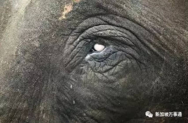 大象踩死中国游客的背后,残酷血腥的东南亚真