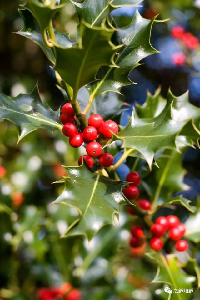 枸骨叶冬青(ilex aquifolium),也叫欧洲冬青,妆点圣诞树最常见的植物