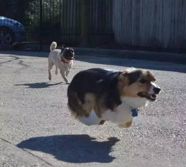 培养柯基当警犬?战斗民族确定不是在搞笑吗?