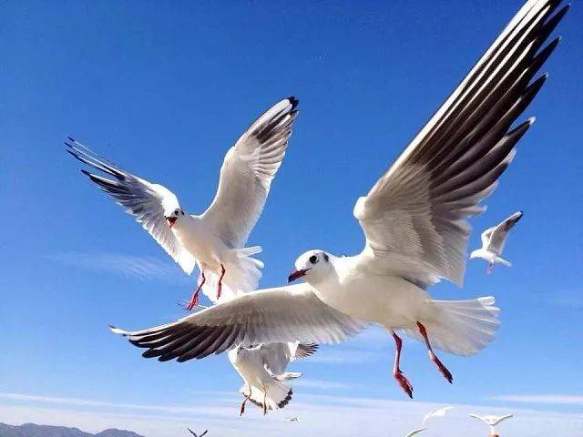 昆明冬天又一景 — 数海鸥, 听说今年飞来了40500只!