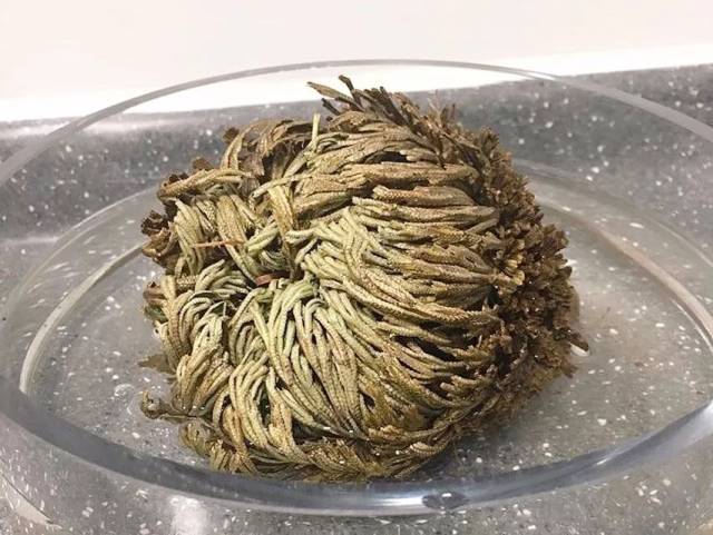 大干皮们有救了!抹了它,肌肤像是在大口大口喝水_手机搜狐网