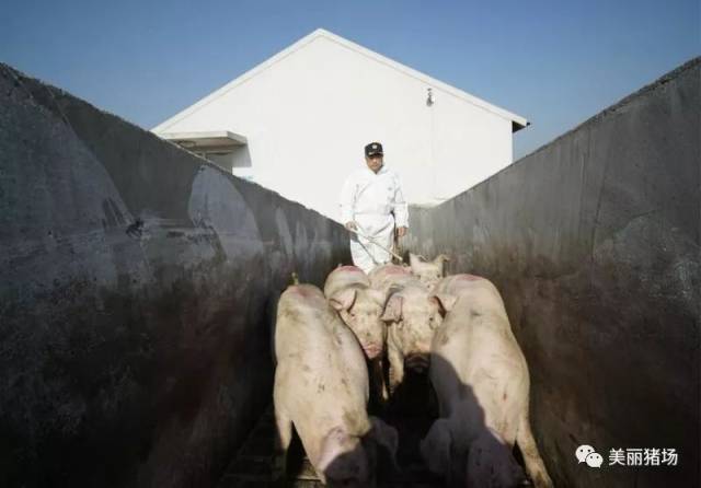 上海供港生猪业务一度陷入困境现猪养殖基地移师崇明