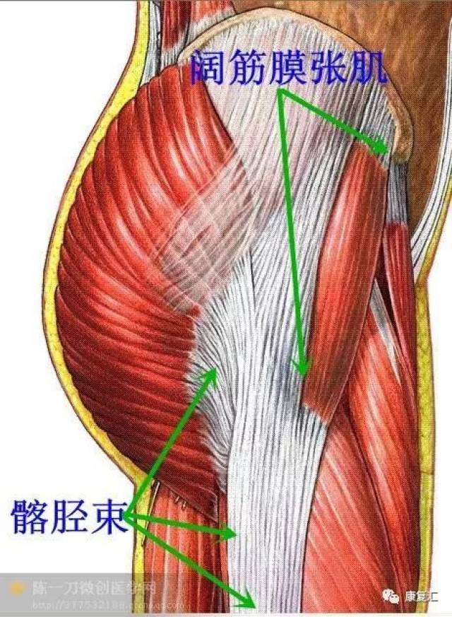 【解剖干货】康复常用肌肉彩图详解,赶快收藏