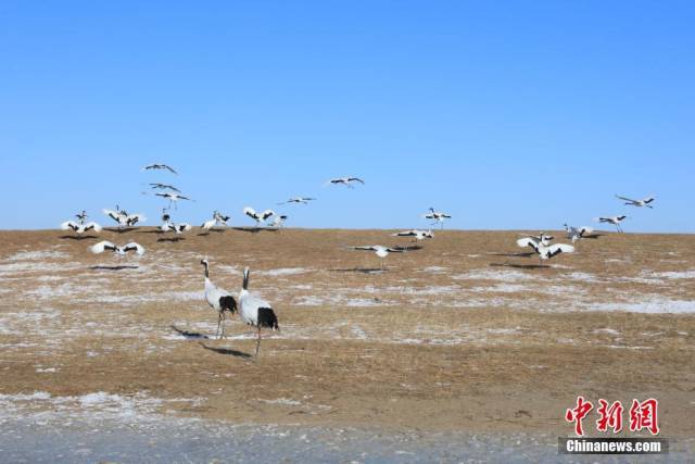 12月26日,数九寒冬,皑皑白雪覆盖了扎龙自然保护区.