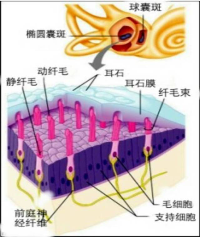 囊斑是由毛细管组成,毛细胞上的果冻样物质为耳石层,耳石层上有耳石.