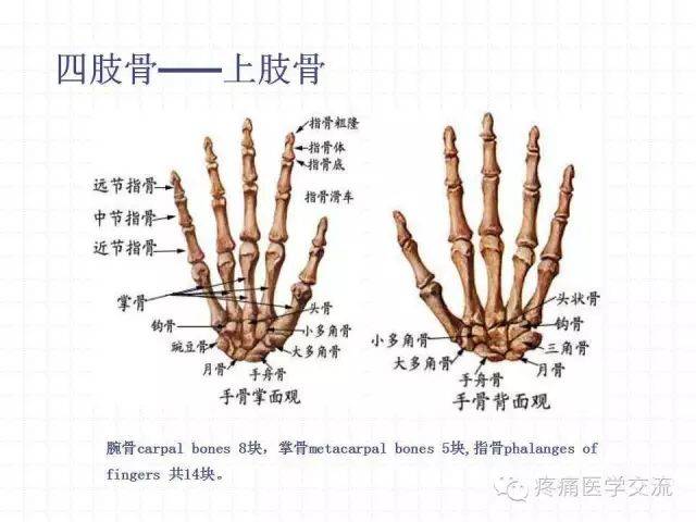 人体系统解剖学 运动系统 全身骨骼(教学视频)