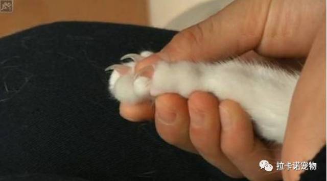 手把手教你给猫咪剪指甲