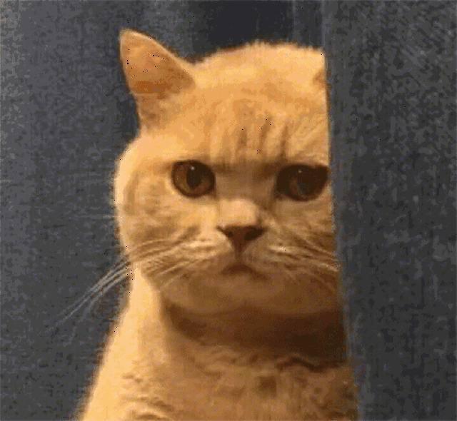 要是用橘猫就怎么?明明我们大橘很可爱! 表情?