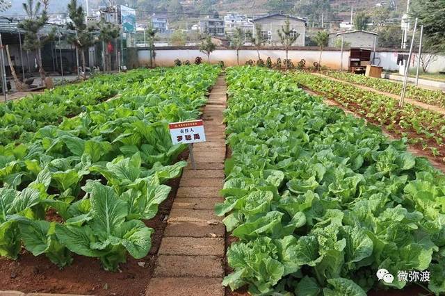 示范责任田里种植的青菜