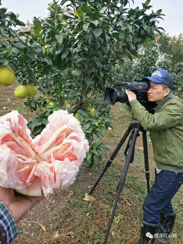 手机拍照不过瘾,扛着相机来果园采摘,记录美好瞬间