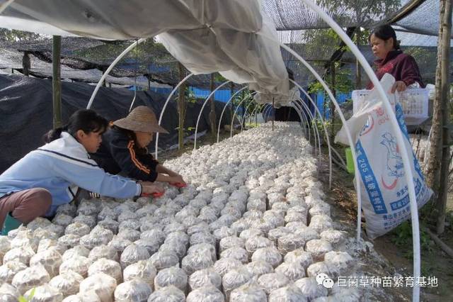 以草代木养菇致富—巨菌草