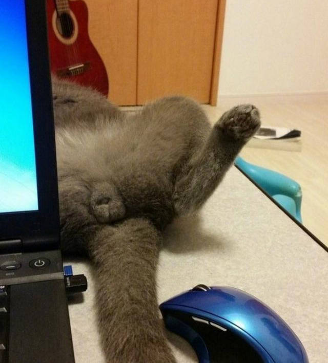 趁着猫咪熟睡,主人伸手弹了一下它的蛋,猫咪的反应很可爱