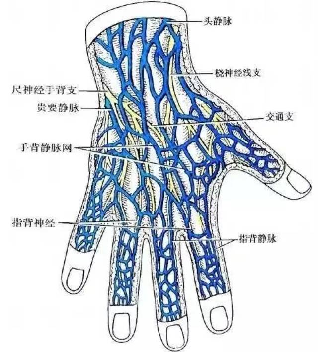 我们再看看手背静脉解剖学特点