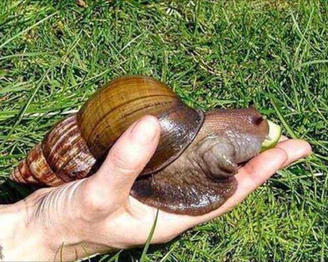 特别是农村地区,有一种名叫番鬼螺的非洲大蜗牛,就是农民