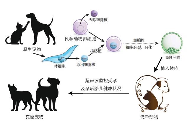 宠物克隆流程示意图