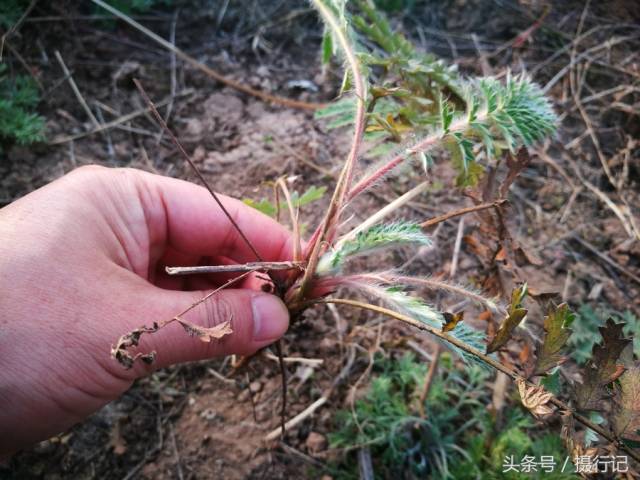 乡村四种不起眼的野生植物,竟是以前常用的中药材,您认识吗