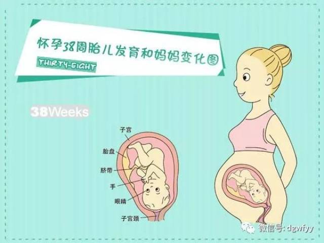 怀孕38周胎儿发育和妈妈变化图