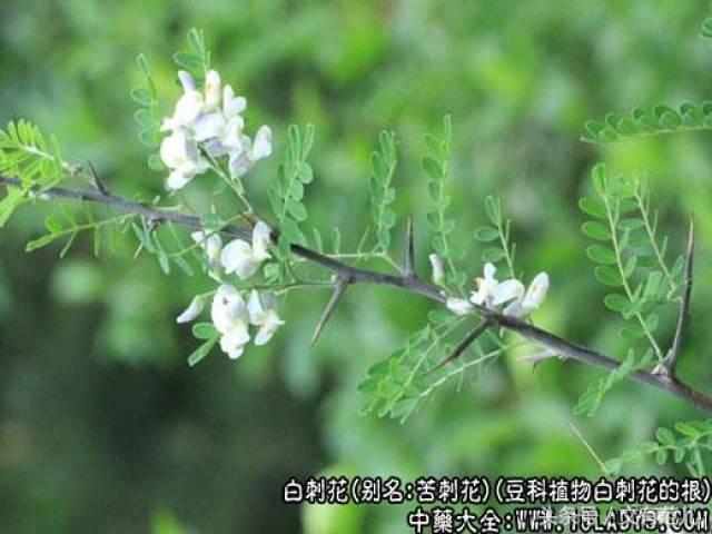 别名:苦刺花,白花刺,狼牙刺. 来源:为豆科植物白刺花的根.