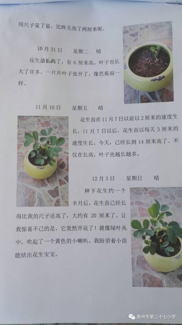 生命的期盼一一植物种植观察日记活动