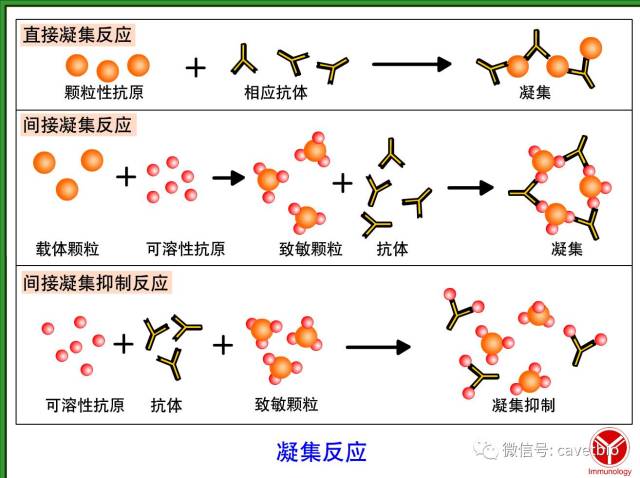 【专业知识】血清学反应的一般认识