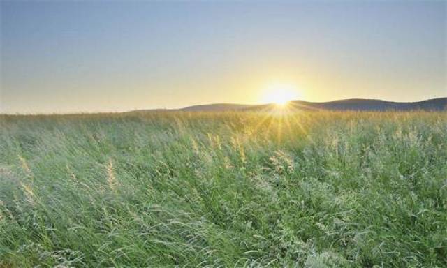 养宠知识:恶霸犬O型腿怎么治疗,恶霸犬为什么