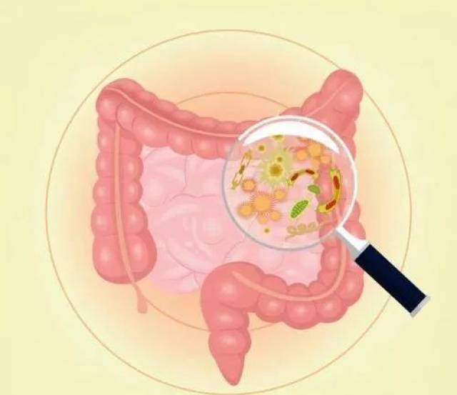 【研究】膳食纤维和抗生素影响肠道菌群平衡的关键机制!