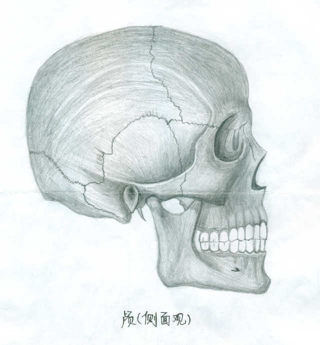 【第一弹】人体解剖绘图比赛