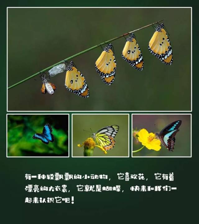 虫骑士体验课再次开启 | 我和蝴蝶有个新年约会!