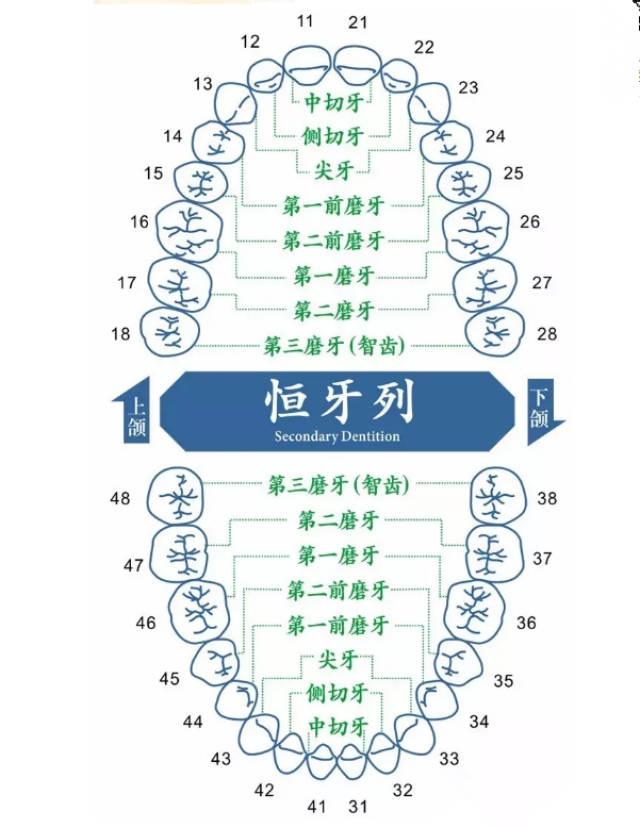 你知道每颗牙齿叫什么名字吗?