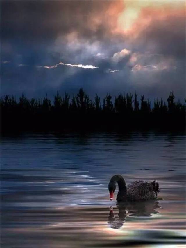 天鹅 女人(大提琴 圣-桑《天鹅》马友友与凯瑟