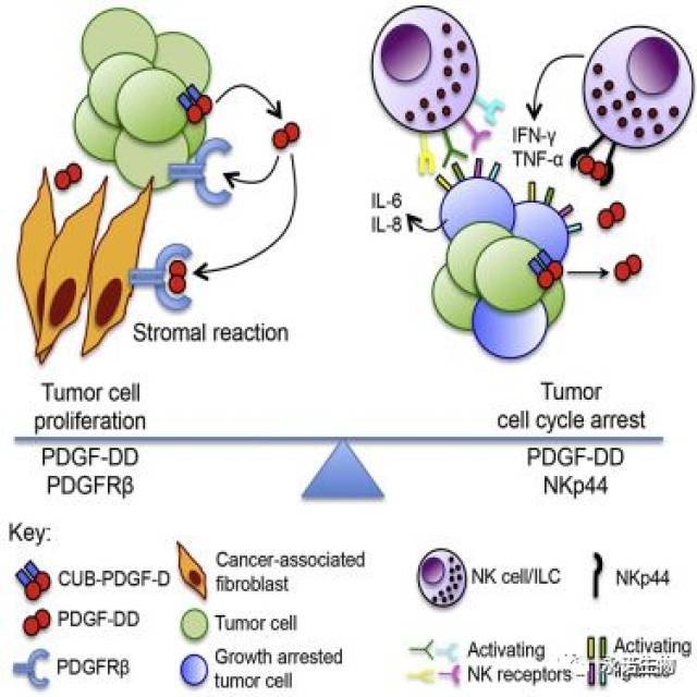 2 天然杀伤细胞通过检测生长因子来控制肿瘤生长 natural killer