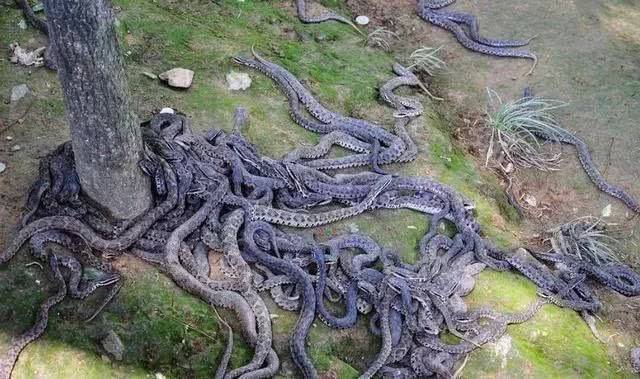 【旅行】世界上毒蛇最多的小岛,可融化人肉