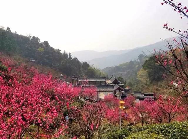 12月30日,太阳谷梅花节芳香开幕!元旦好去处,梅岭太阳谷!