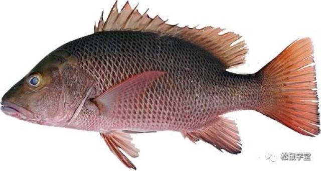 选购较大个头的紫红笛鲷,有助于养护当地野生幼鱼资源.