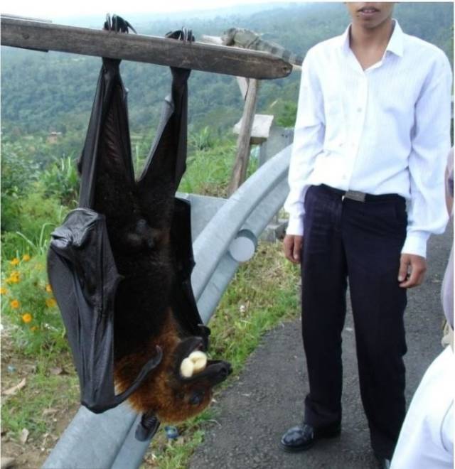 这是一种吃水果的蝙蝠,是地球上最大的蝙蝠.