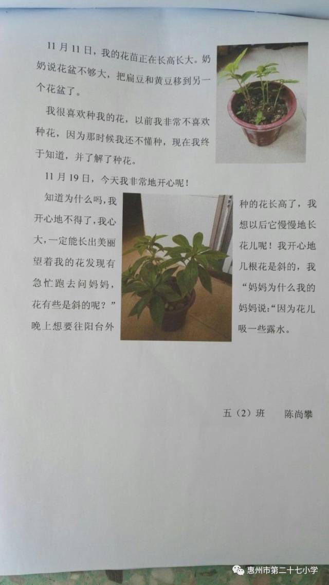 生命的期盼一一植物种植观察日记活动