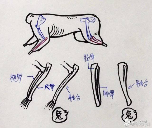 兔子的四肢前端骨骼是融合的,而猫不是.