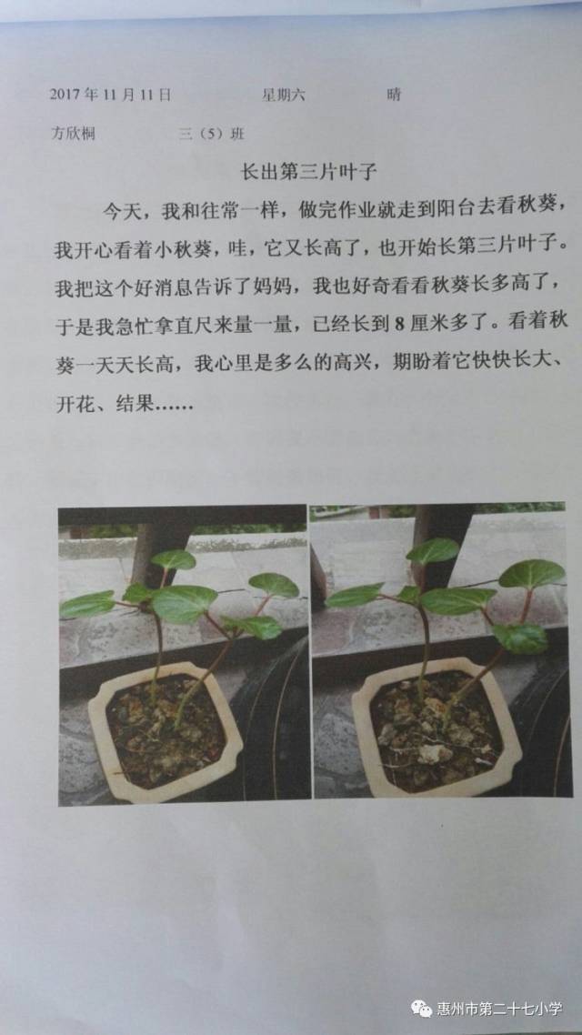 生命的期盼一一植物种植观察日记活动