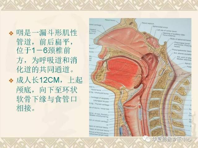 这个咽喉部解剖太详细了!