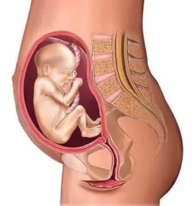 5个月的宝宝 五,怀孕第5个月(17-20周)