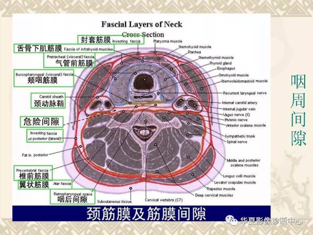 这个咽喉部解剖太详细了!