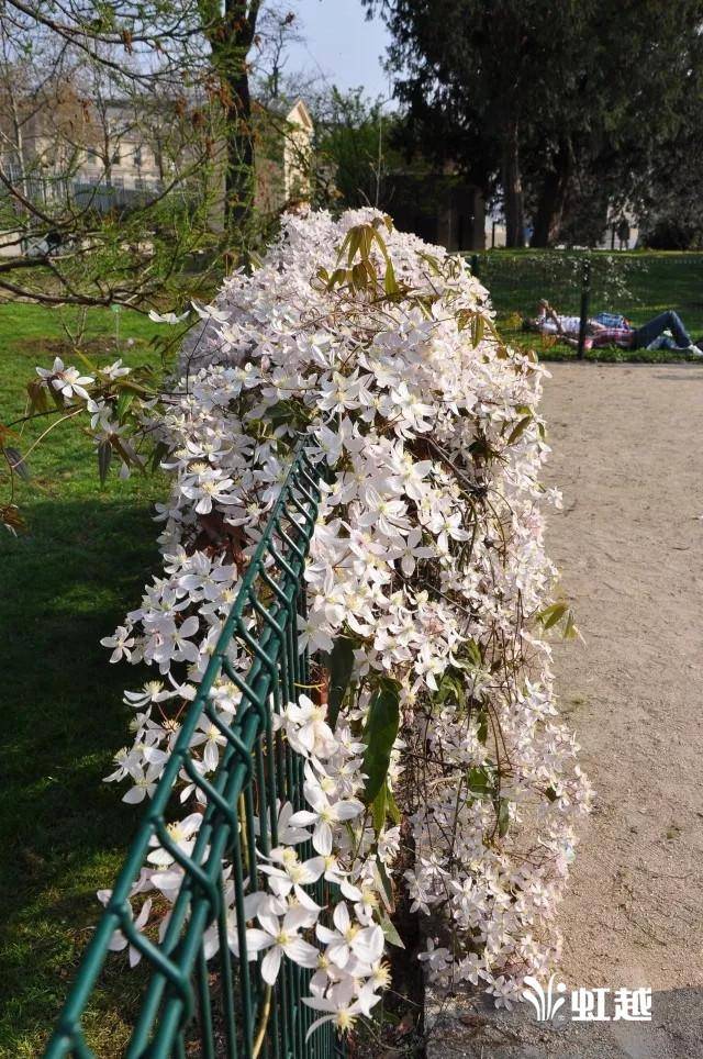 超美腻铁线莲"苹果花",撩动你的粉粉少女心