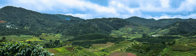 12:00 – 13:00 中餐(林润咖啡庄园) 13:00 – 15:00 参观林润咖啡