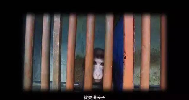 让爱你的猪不流泪歌谱