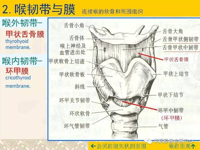 这个咽喉部解剖太详细了!