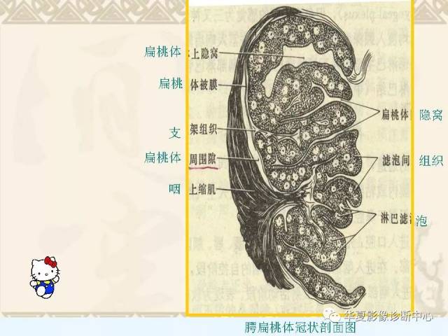 这个咽喉部解剖太详细了!