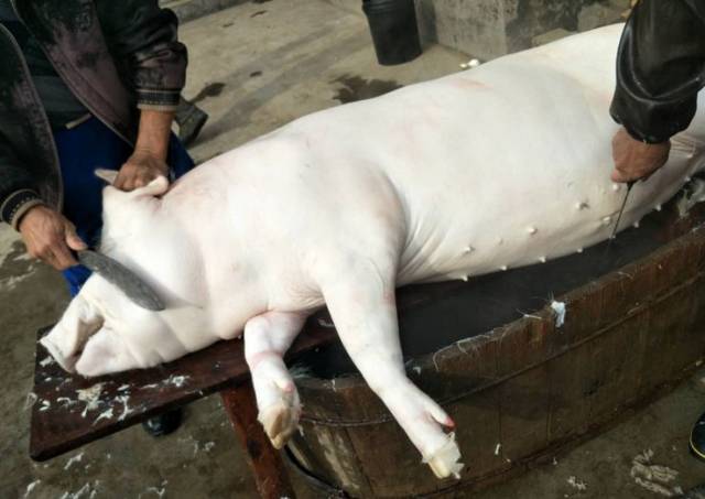把杀死的猪放进杀猪盆里用开水一烫,再用刮刀一刮,雪白干净的猪就出来