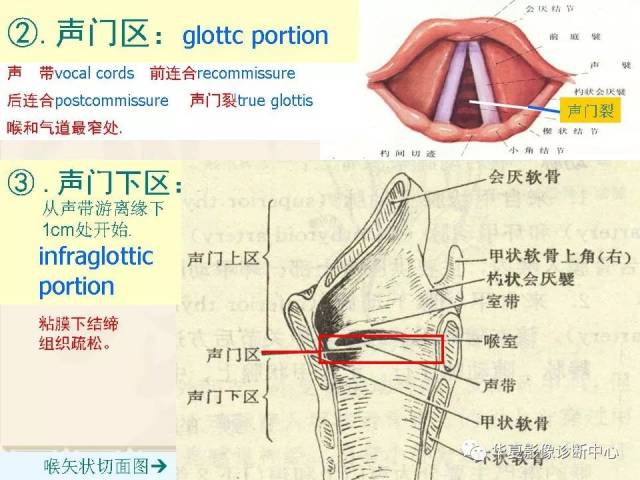 这个咽喉部解剖太详细了