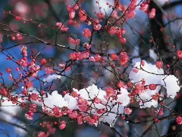 寒梅傲雪独自艳意思 dcfdb74da67f4a31b7f99aa0390750c9.jpeg